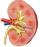 腎臓の機能 腎血流