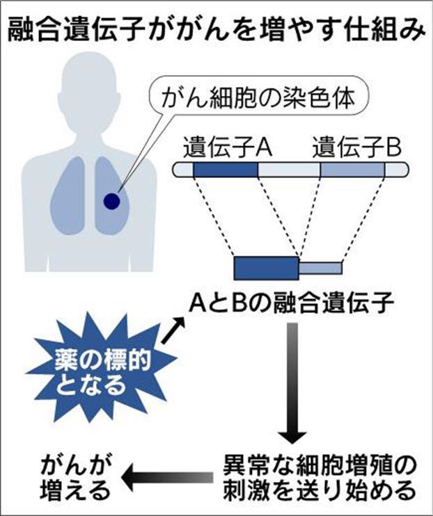 ALK 融合遺伝子 がん化の原因 非小細胞肺がんの約 5% の頻度 若年 非喫煙者