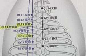 BL43 膏肓 位置厥陰兪の外側 背部正中線より3 寸外側で肩甲骨後角部