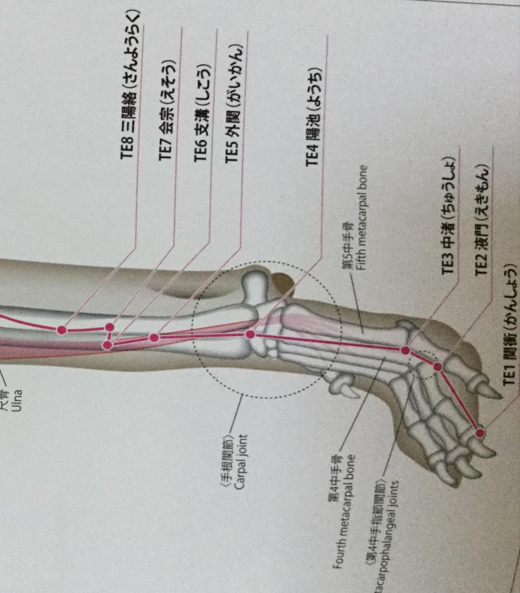 TE5 外関絡穴 位置 陽池と天井を結んだ線上で 陽池から1/6の 橈骨と尺骨の間 作用