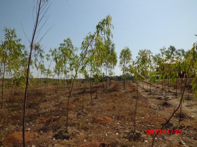 CDM 植林に推奨される樹種ミャンマーにおいて最も重要な造林樹種はチークです 同時に