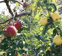の販売展開により経営の多角化と安定化を図る 収穫体験可能な観光農園の整備とりんごの木オーナー制による新たな販売方式の導入と観光とのマッチングにより地域の活性化を目指す 23 年度で