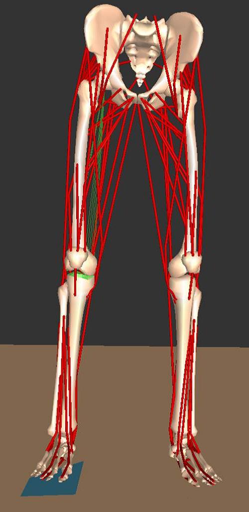 格を解剖学的特徴にしたがって表現されており 右脚膝 関節内には 10 本の靭帯と 2 本の関節包が表現されている 図 1(c) シミュレータには SIMM MusculoGraphics 社 を使用する 靭帯束の種類 Stiﬀness と屈曲角度が 0 の際のひずみを表 1 に示す 靭帯の自然長は屈曲角 度が 0 の際のひずみから式 1 にしたがって計算する L0 は靭帯の自然長を表し Le と