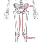 恥骨筋 起始 : 恥骨櫛 停止 : 恥骨筋線, 大腿骨粗線近位部 作用 : 股関節 / 内転, 外旋, わずかな屈曲前額面と矢状面における骨盤安定 神経支配 : 大腿神経, 閉鎖神経 (L2-4)