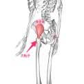 腸恥包 腸骨筋下面に位置する 転子包 大転子側面, 後面に位置す る.