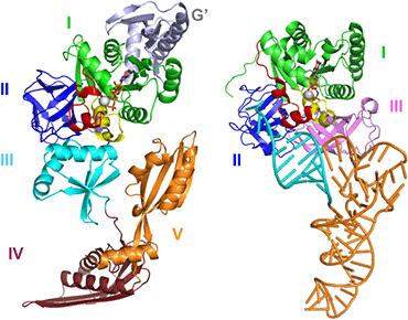 EF-G GDP を EF-G GTP に変換する酵素はみつかっていない 図 2 伸長因子の結晶構造 ( 左 :EF-G GTP 右 : アミノアシル trna EF-Tu GMPPNP) EF-G は 5 つのドメインから構成されており ドメイン I( 緑 ) と II( 青 ) は EF-Tu とも類似性が高い ( ただし EF-Tu には G がない ) ドメイン I は GTP