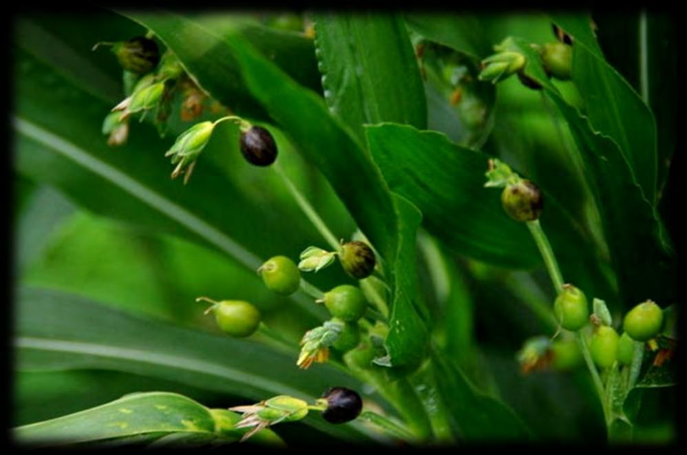 (3) ジュズダマ 5 / 12 一見よく似たイネ科植物の中で 珍しく一目瞭然 これと分かる植物で 水辺に多い 1 年草です その名は堅い実を数珠として使ったためと思われます その他