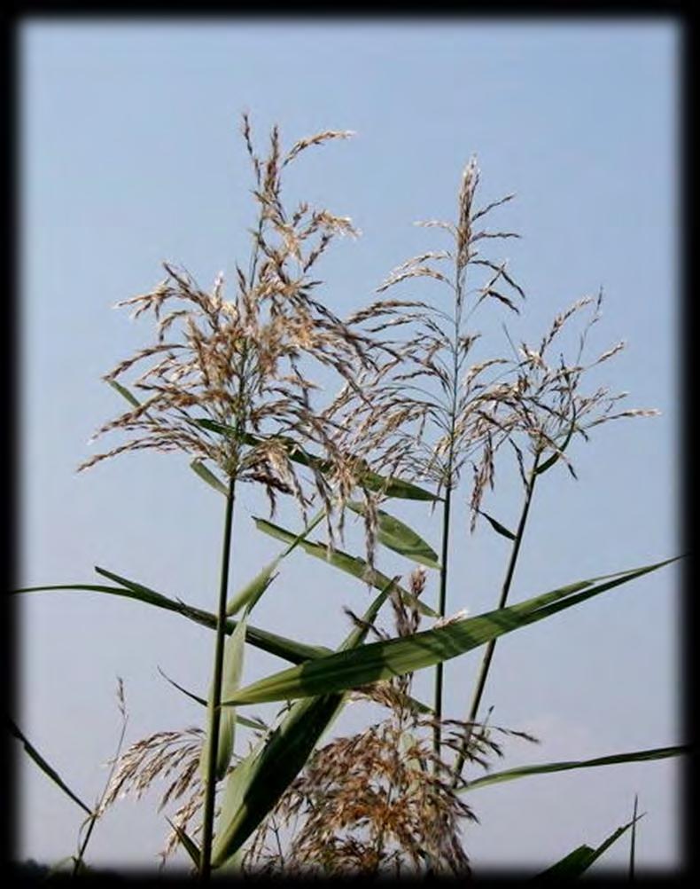 10 月中旬 本町地区 (7) アシ ( ヨシ ) アシは湿地や休耕田に群生する大型の多年草で みずき野周辺にも至る所に目につきます