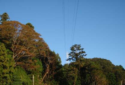 幹周の枝処理が完了し 伐倒をおこなったところ 立木の先端が東京電力所有の高圧送電線に接触し 1 本を切断したもの 高圧送電線が高い位置にあるため 当該工事への影響は無いと判断し 管理者との事前協議や位置 高さ関係の確認を行っていなかった