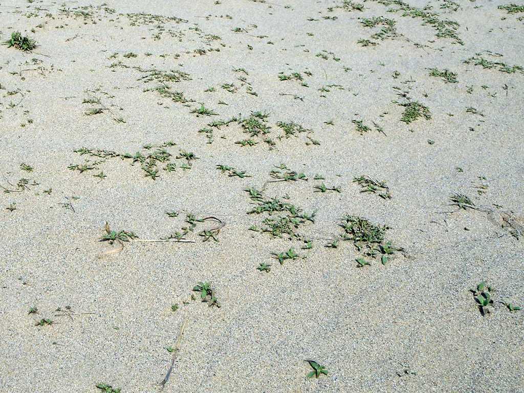 が鳥取砂丘の植生の中核を占めることが示された 一方で内陸生の植物としてメヒシバ Digitaria ciliaris, オオフタバムグラ Diodia teres, ハタガヤの 3 種が出現上位 11 種に含まれた これらは鳥取砂丘ではいずれも一年草としてふるまう植物である 特にメヒシバの出現はコウボウムギとケカモノハシに次ぐ頻度で観察された これら 3 種は,