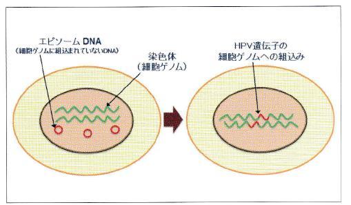 Evans (2002) による 50 症例の検討では ISH において diffuse パターン :HPV-DNA が