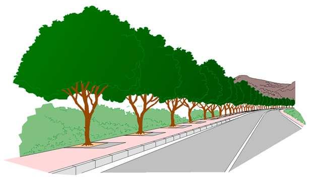 5 視線誘導街路樹は 連続したみどりのラインが車両の視線誘導効果をもたらし