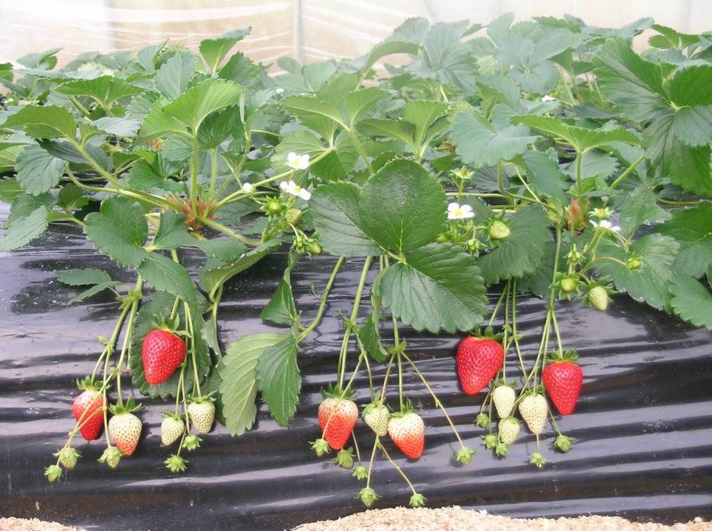 イチゴの品種 の栽培技術指針