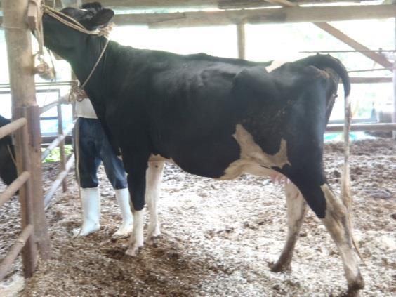 1 準備 1 牛をしっかりと保定する 乾乳牛をフリーバーンで飼養している農家が多いと思います