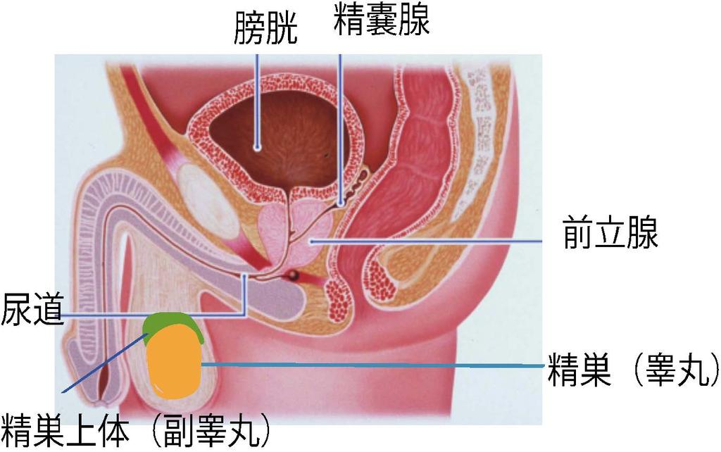 前立腺癌 前立腺は男性の膀胱の出口 尿道の始まりの部分を取り囲んでいるクルミ大の臓器で精液の一部を作っています ここから発生した癌が前立腺癌です 前立腺癌罹患数は 1975 年には年間