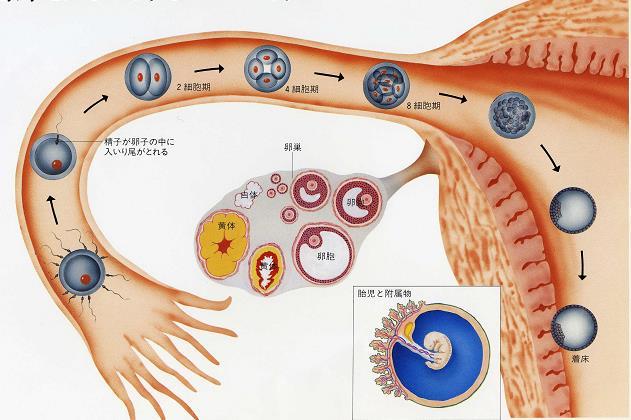 受精卵が卵管内で正常な分割を繰り返しながら子宮内に達すること ( 図 2) 7) 子宮内膜が着床準備状態にあり 正常な位置に受精卵が着床すること ( 図 2) 8) 排卵と射精がタイミングよく行われること などのプロセスが全てスムーズに起こることが必要とされます ( 図 1) 排卵から受精までの模式図 (#) ( 図 2) 受精から着床までの模式図 (#) 不妊症の原因は?