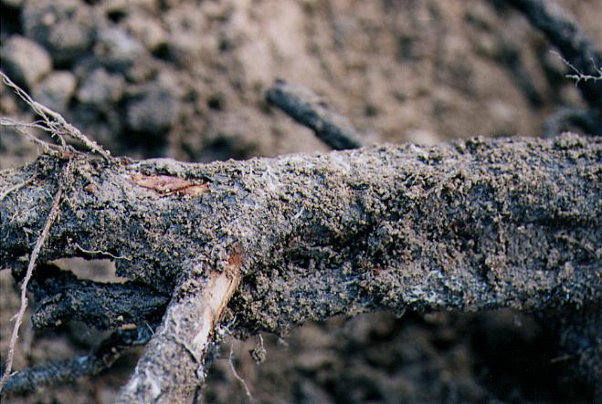 白紋羽病感染樹の根部 菌糸が根部に網目状に広がっている 土壌中で増殖した菌糸