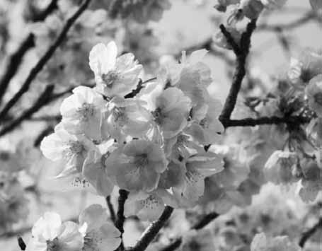 5-16. 陽光桜花エキス BG YOUKOU SAKURA FLOWER EXTRACT BG 特長 : 抗酸化作用 女性ホルモン様作用愛媛県産の陽光桜の花から抽出した美肌エキス 陽光桜は 平和の象徴として国内だけでなく世界各地へ寄付活動が続けられている桜です 大きなピンク色の花を咲かせ 病気に強く 厳しい気候にも耐えうる特長を持っており 抽出したエキスが肌を保護し