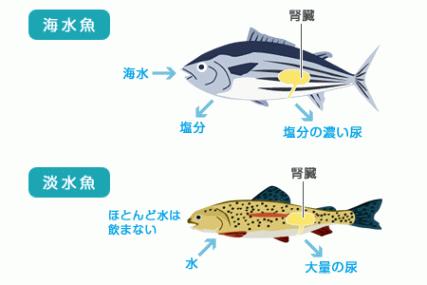 海産無セキツイ動物の浸透圧 硬骨魚類の浸透圧調節 外洋域に生息する無セキツイ動物浸透圧を調節する仕組みが未発達 例 : ケアシガニ