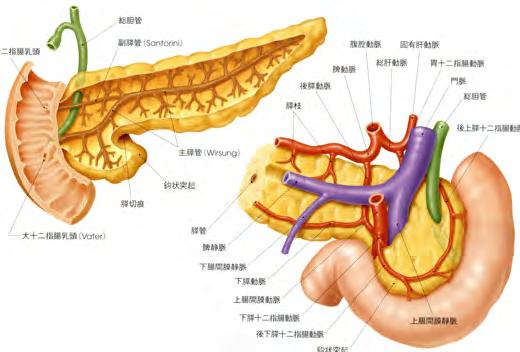 腹腔の後ろに存在 後腹膜に埋まっている 形態は