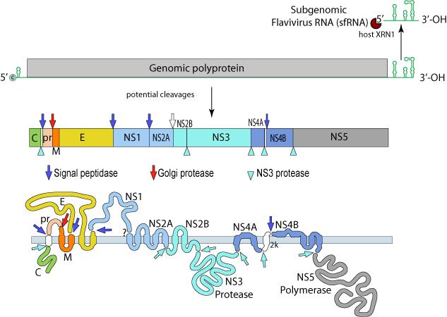 エンベロープを有する + 鎖一本鎖 RNA ウイルス
