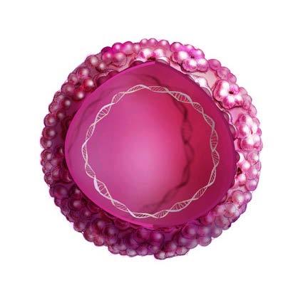 ヒトパピローマウイルス (HPV) L1 タンパク五量体 L2 タンパクおよび核 HPV はパピローマウイルス科のパピローマウィルス属のウイルスである 1 HPV はエンベローブを有さない球状の外皮 ( カプシド ) 内に二本鎖 DNA を持つ比較的小型のウイルスである 1,2 ヒトに感染する型は 100 種類以上が特定されており 30~40 種類の型が性的接触によって感染する 3 これらのうち