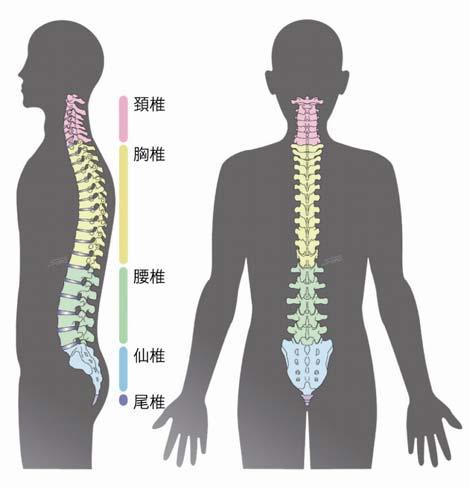 1. はじめに脊柱は頭部や体幹を支える支持組織であり また可動性のある運動組織でもあります さらに 脊柱のほぼ中心に中枢神経である脊髄をおさめ これを保護しています 椎体の間にある椎間板はショックを吸収するとともに 複雑な椎体間の動きを可能にしています 靭帯は椎体や椎間板を連結し ある程度の可動性を許しつつ脱臼を予防しています 本来は脊髄を保護しているはずのこれらの組織の変性や肥厚により