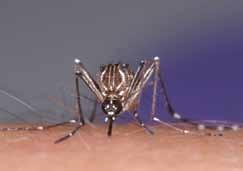 ネッタイシマカ海外のデング熱やジカウイルス感染症の流行地において ウイルスを媒介する代表的な蚊である 日本での定着は確認されていないが 国際空港の周辺で捕獲されたことがある