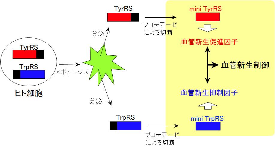 2-2. 血管新生の制御因子としての機能も併せ持つアミノアシル trna 合成酵素の発見トリプトファニル trna 合成酵素 (TrpRS) は trna にトリプトファンを結合させるアミノアシル化反応を触媒する蛋白質である TrpRS は 20 種類のアミノアシル trna 合成酵素の中で TyrRS と最も分子進化的に近縁の酵素であり立体構造も類似していることが報告された ヒト TrpRS