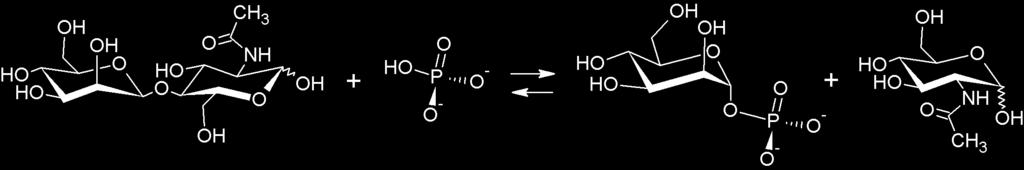 β- マンノシドに作用するホスホリラーゼの発見 H Man1P P - - + RH Activity of BT_1033 RH K m (mm) k cat (s -1 ) k cat /K m (mm -1 s -1 ) GlcNAc 反応生成物 GlcNAc 3.8 37 9.