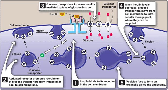 インスリンの細胞膜への作用 ( 筋 脂肪組織 ) グルコース取込増加 インスリン濃度 動員解除 細胞内プールに戻る