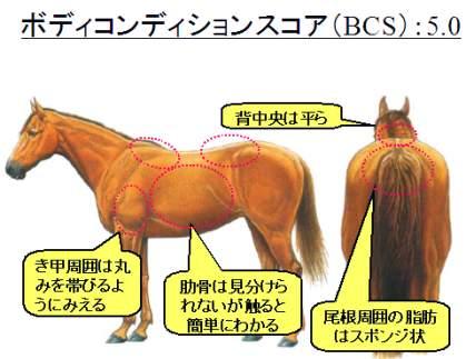 1. 繁殖牝馬の交配管理 1) 交配に向けた馬体管理 分娩後 3 ヶ月間は 養分要求量が最大となる BCS は 9 段階に区分され 5.
