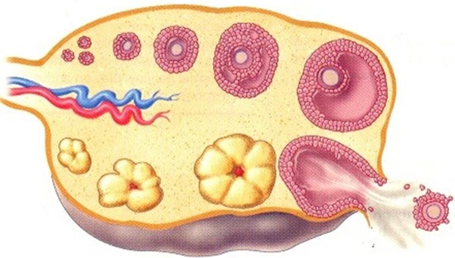 卵巣性周期に伴う卵胞発育 卵胞が排卵するか閉鎖するかの運命決定には