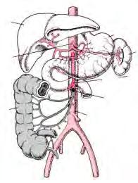 5 腹部大動脈