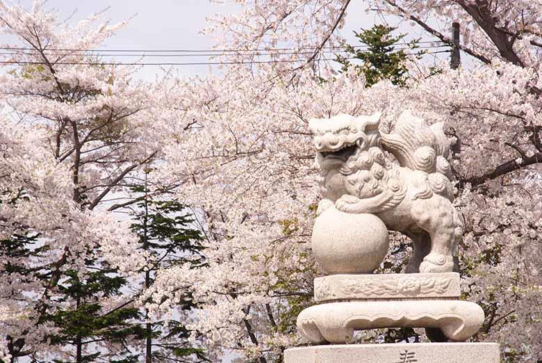 小樽市内の桜の名所 ( その 3: 水天宮 ) 小樽港を見下ろす高台の神社