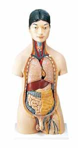 資料などの活用 1 映像資料や人体模型, 魚の解剖などで, 体内に様々な臓器があることを調べる 観察 実験前の指導の手立て 本資料などの活用の前に, これまでの学習を振り返り 私たちが生命活動を維持するためにはどんな臓器があったか を話し合わせ 呼吸にかかわる臓器,, 消化にかかわる臓器, 血液循環にかかわる臓器, 肝臓や腎臓など大事な臓器 があることを整理し,