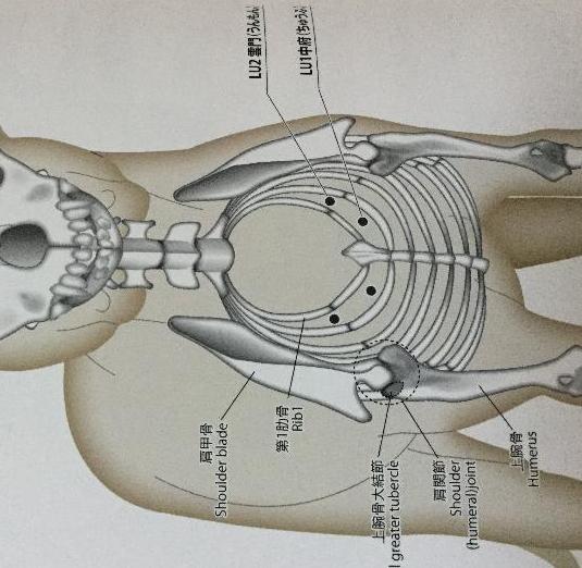 LU1 中府 肺の募穴 位置肩関節内側の陥凹部第一肋間の高さ