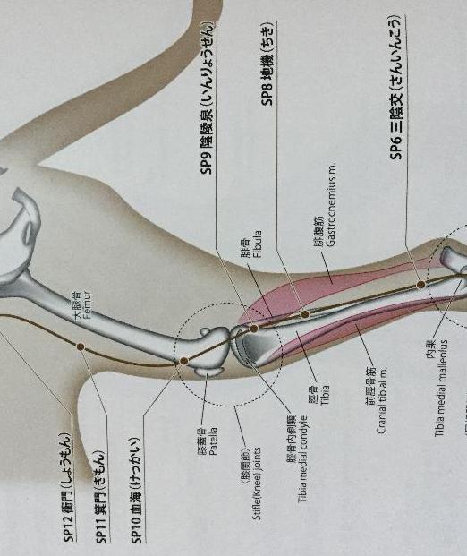 SP10 血海 位置膝蓋骨内側近位 ( 斜め上 ) にある陥凹部