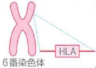 輸血後 GVHD HLA 一方向適合 (HLA one-way match) とは 患者が供血者を認識する方向ではHLAが適合して拒絶しないが 供血者リンパ球が患者を認識する方向では不適合であり 患者リンパ球や組織を認識して免疫反応を惹起する組み合わせ 日本人の非血縁者間におけるHLA 一方向適合の確率は