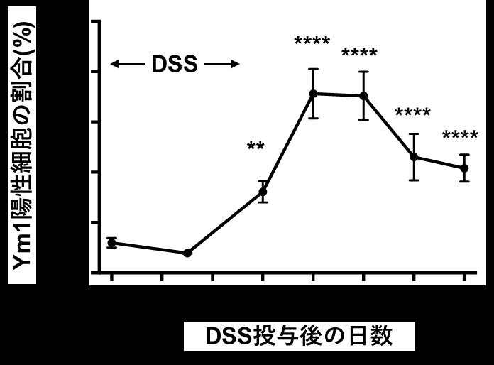 図 3 Ym1 陽性単球は大腸炎の回復期に増加する Ym1-Venus マウスに