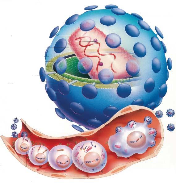 病理 疾病論 II エイズ (AIDS( AIDS) 増殖のしくみ エイズウイルスの構造 1 ヘルパー Tリンパ球の CD4 レセプターに吸着し 浸入 浸入する ( 感染 ) 1HIV 2 逆転写酵素によっての感染経路 RNA から DNA をつくる コア ( 通常 DNA から RNA をつくる ) 血液 体液を介する感染逆転写酵素 3 ヘルパー Tリンパ球の細胞核に移動し し ヘルパー