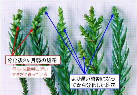 右の写真はもっと詳しく見たものです 雄花は枝が伸びるのに伴ってある時以降に付いていきます