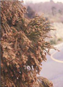 スギの雄花はスギの樹冠の内の日当たりのいい部分である陽樹冠の表面部に着きます ( 右の写真 ) 普通は 2 年生以上のいわゆる弱勢枝 (