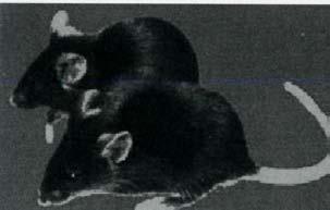 各論 : マウス ラット その他の小動物 それぞれの設問について 該当するものを選び 解答用紙の該当欄の を鉛筆で黒く塗りつぶしてください [ 問題 ] 1. マウスの近交系のうち日本で樹立されたものはどれか 1) NC 2) AKR 3) DBA/2 4) C57BL/6 2.