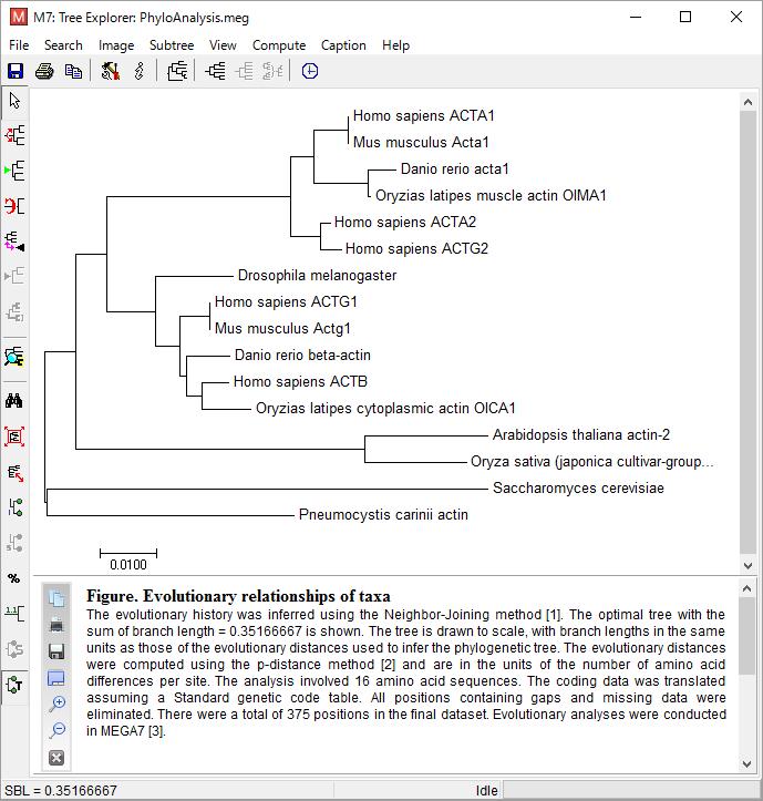 (4) [Compute] をクリックすれば系統樹が作成され Tree Explorer に表示される ( 下図 : アミノ酸配列の系統樹 ) (5) Tree Explorer