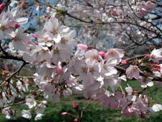 月上旬花色 : 淡紅色花型 : 一重咲き樹形 : 傘状 < 特徴 > てんぐ巣病にかかりにくい 樹勢は強健であり