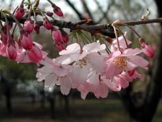 樹の大きさはソメイヨシノと同じ 公園など広い場所に向く 神代曙 ジンダイアケボノ 陽春 ヨウシュン 開花 :4 月上旬花色