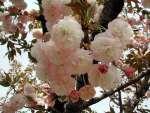 本の雌しべがある 公園に適する 花笠 ハナガサ 開花 :4 月下旬花色