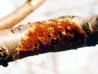 急激に軟化 腐敗し 被害がひどい場合には 枝先まで枯れて樹勢を衰えさせます ( 防除 予防方法 ) 被害が少ない内に枯れた患部を切り取り 焼却処分します 被害部が拡大した場合は 芽が出る直前に農薬を散布します 2 こうやく病 病原菌はカビの一種でカイガラムシ類と共生して繁殖し 5~6