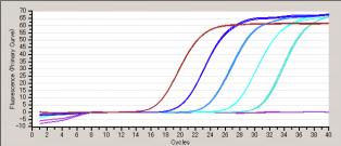 3) リアルタイム PCR qpcr 法によるレジオネラ属菌の検出 2) で調製した DNA サンプルを鋳型とし CycleavePCR Legionella (16S rrna) Detection Kit を用いてリアルタ イム PCR を行う CycleavePCR Legionella